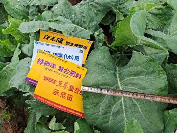 图片10生长后期植株叶片宽度对比（示范田）.jpg