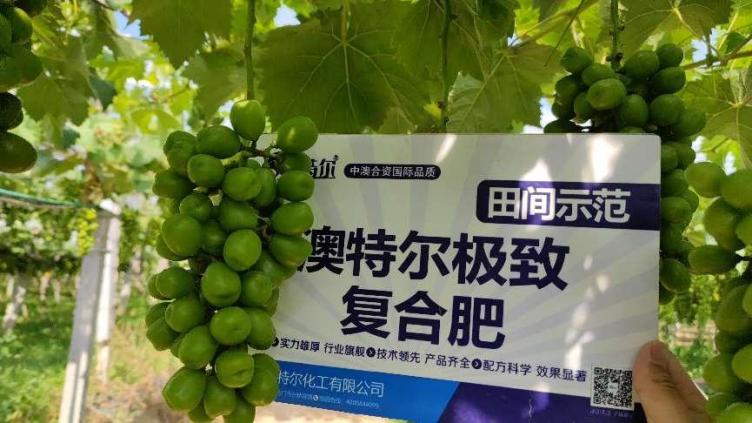 图片4示范田葡萄颗粒.jpg