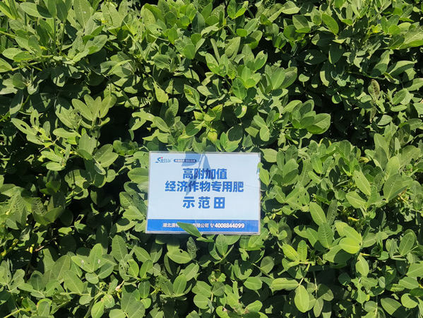 澳特尔高富专长势好无死棵.jpg 澳特尔高富专长势好无死棵.jpg