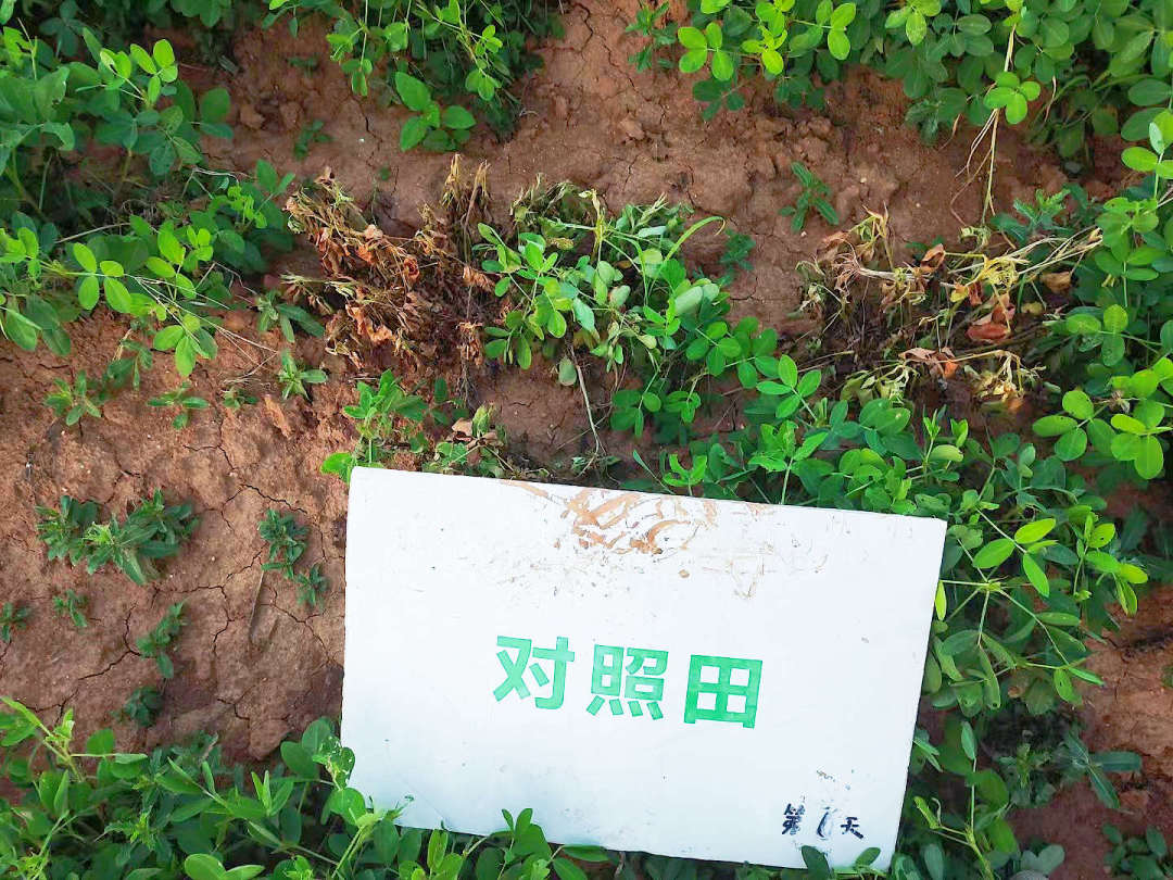 对照田死棵.jpg 对照田死棵.jpg