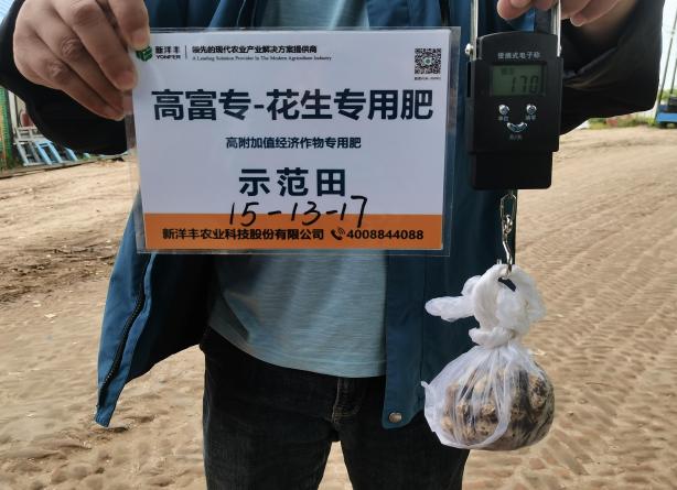 9月14日示范田花生称重.jpg