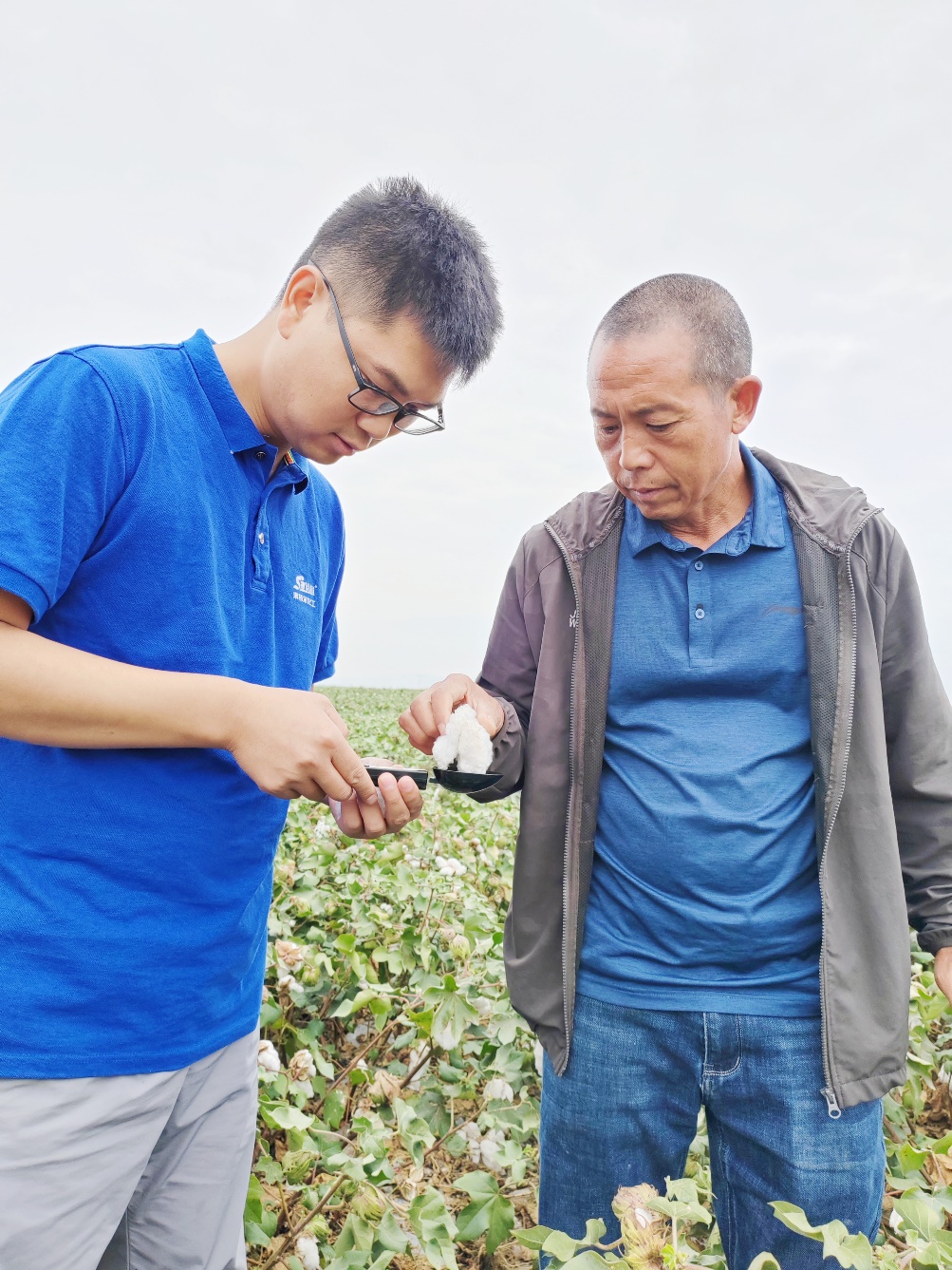 8868体育农艺师李春侨（左），在种植户陈克明（右）的棉田进行单铃测重，预估产量.jpg