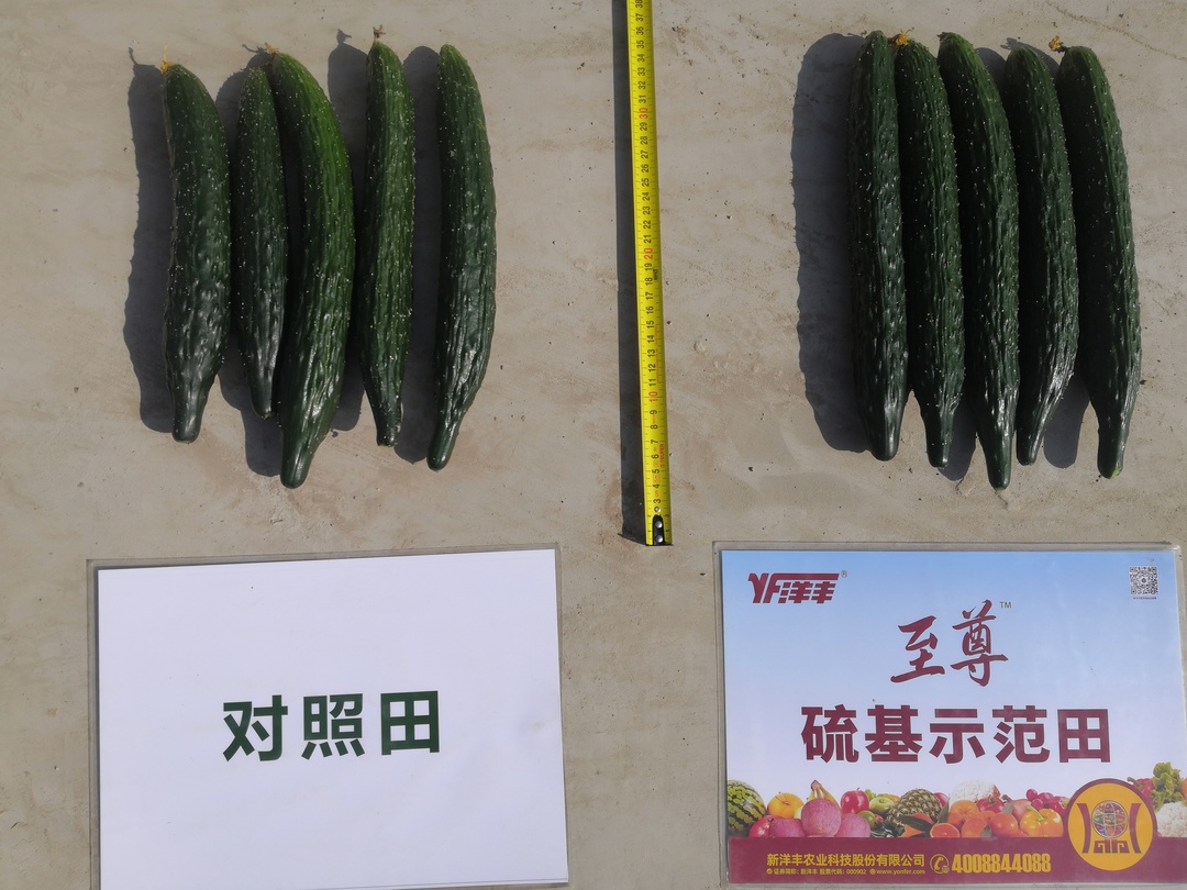 瓜条间对比.jpg
