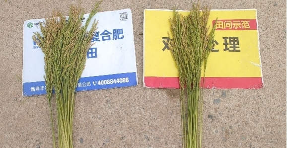 单株稻穗数量对比.jpg 单株稻穗数量对比.jpg