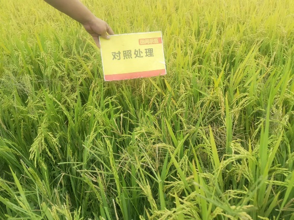 对照田整体长势.jpg 对照田整体长势.jpg